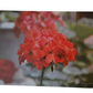 Flower 1