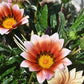 Flower 2