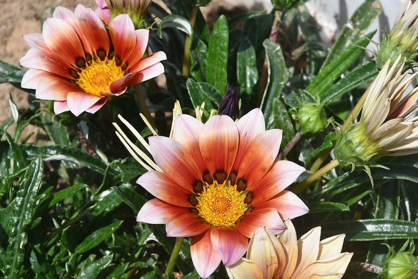 Flower 2