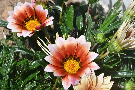 Flower 2