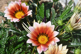 Flower 2