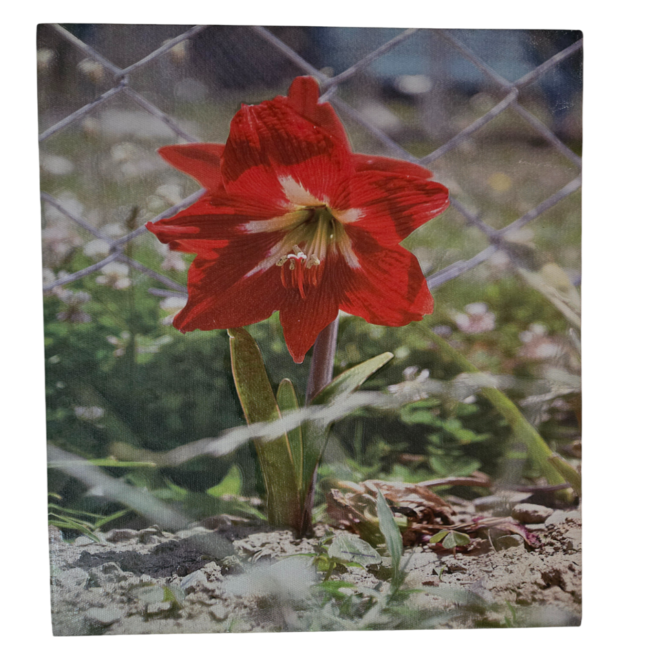 Flower 12
