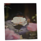 Flower 13