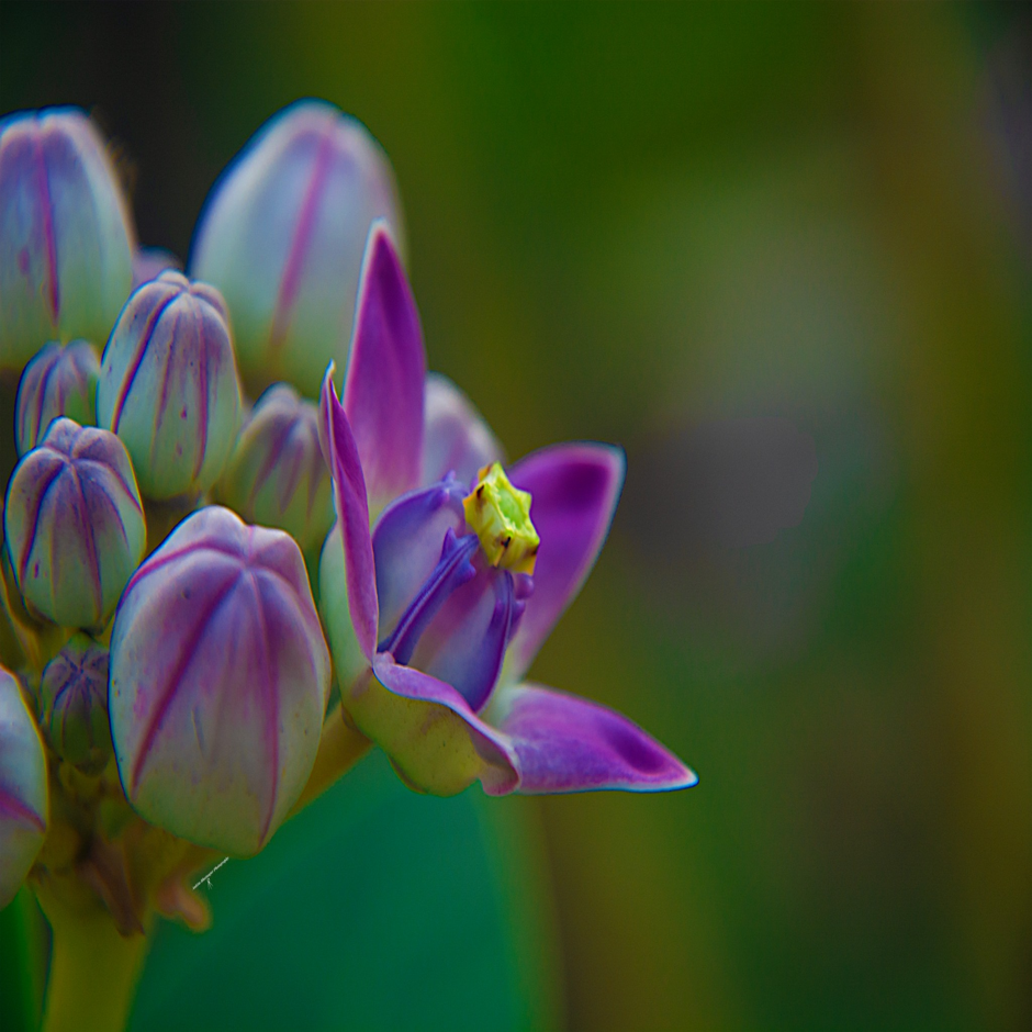 Flower 19