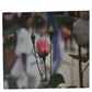 Flower 20