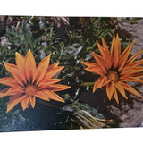 Flower 3