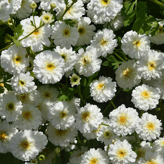 Flower 4
