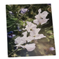Flower 9