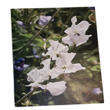 Flower 9